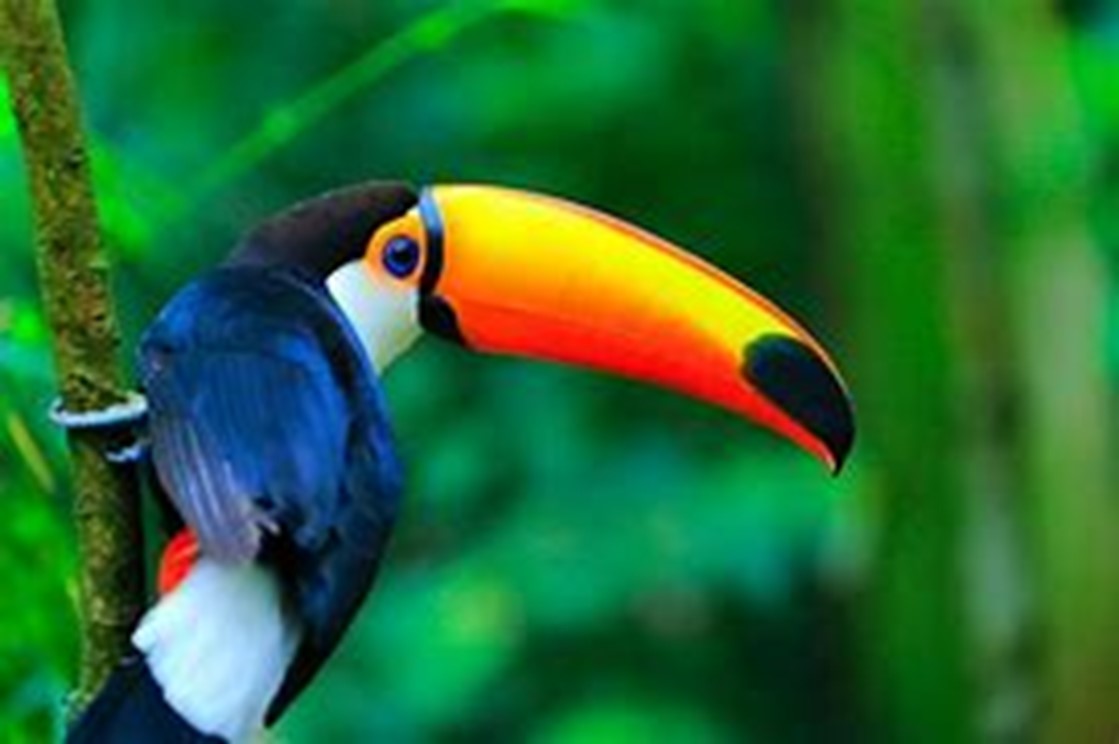 Le Tucan Ecuador Travel