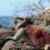 Ecuador – Amazonas & Galapagos – unik øhop