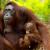 Malaysia og Borneo ved Laila Bech