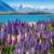 New Zealand på egen hånd