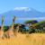 Tanzania & Zanzibar - kaffefarm – Safari & Bountyland