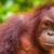 Malaysia & Borneo: regnskove, strande og dyreliv du aldrig glemmer