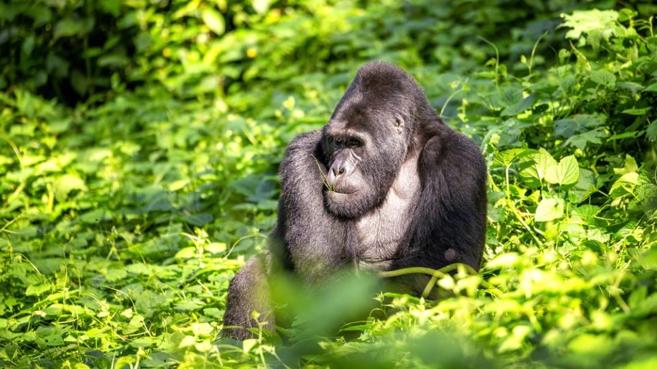 Rejseeventyr i Kenya, Tanzania og Uganda