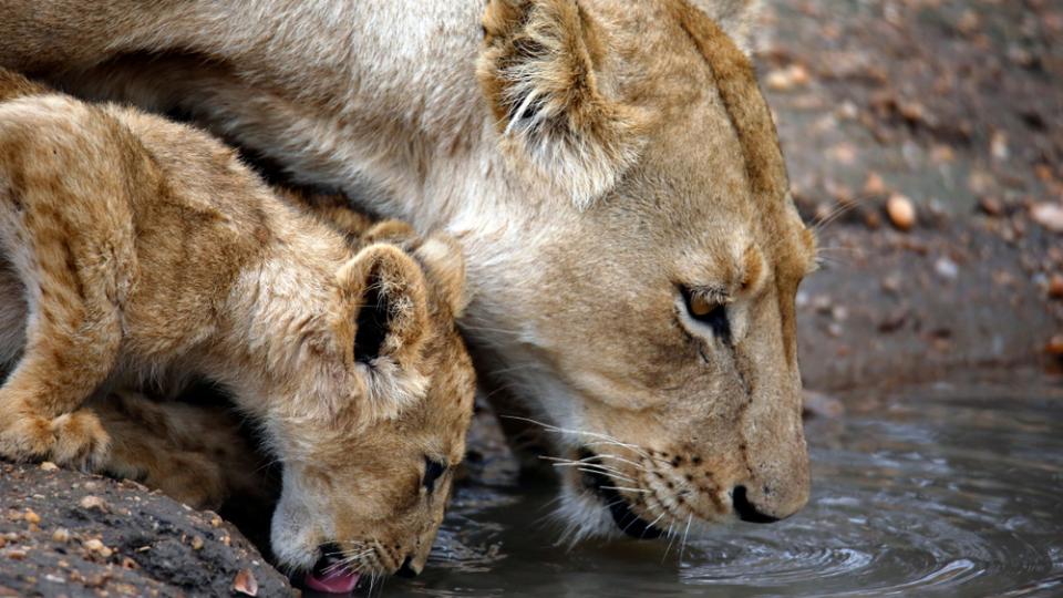 Safarieventyr og oplevelser i Afrika