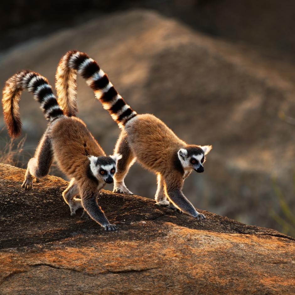 Klassisk rundrejse på det sydlige Madagaskar