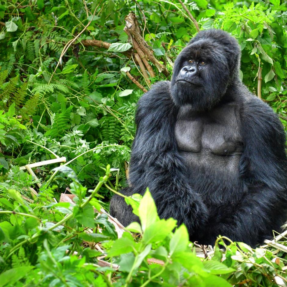 Den ultimative Gorilla safari