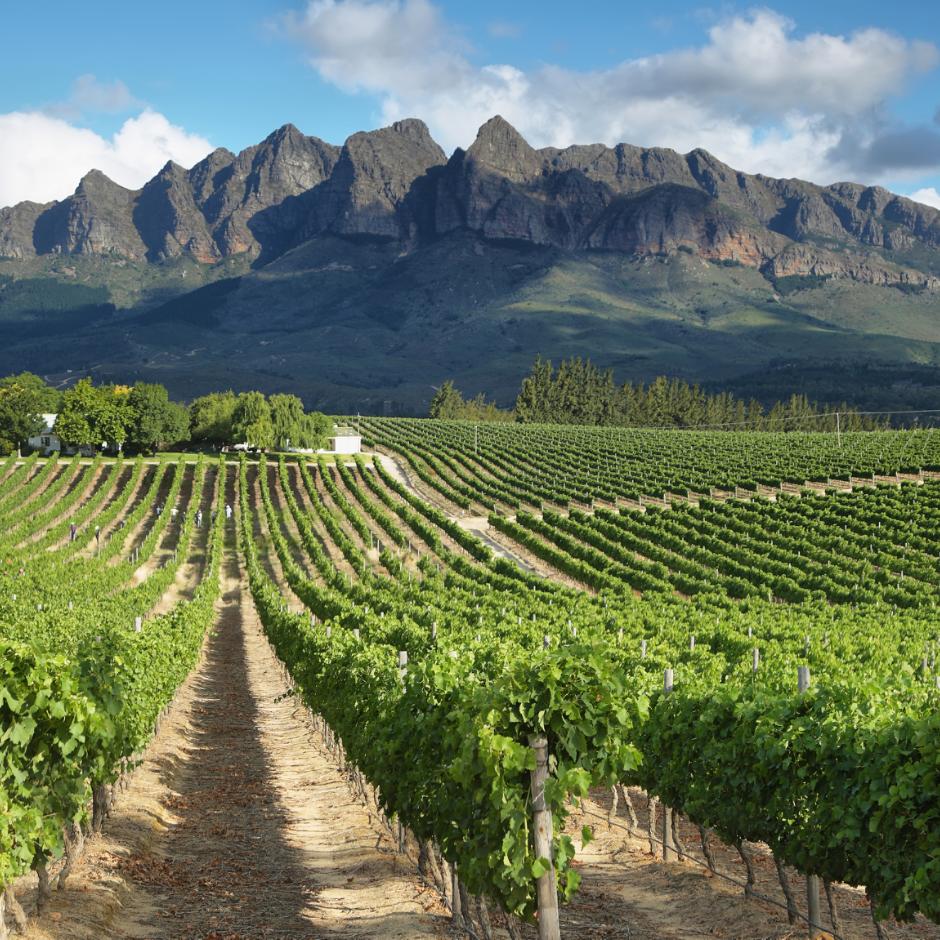 Safari og storby – Fra Greater Krugers vildnis til Cape Towns charme