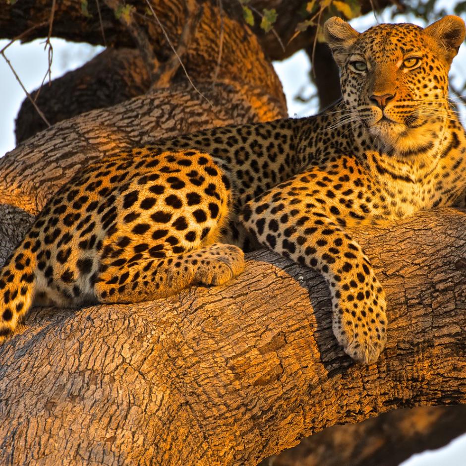 Botswana luksus fly safari