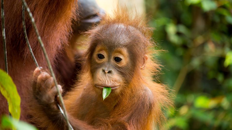 Borneo byder på regnskov, dyreliv og tropiske kyster