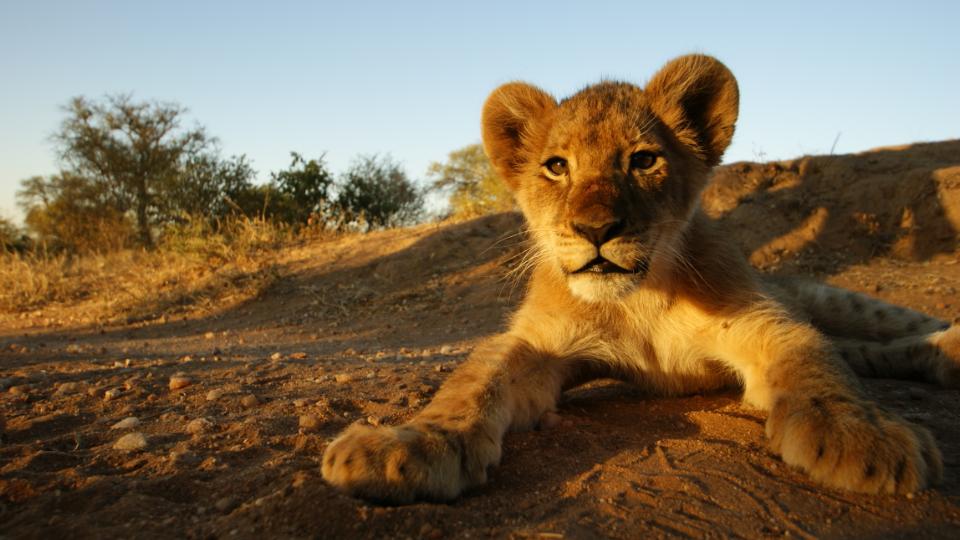 Botswana, Namibia og Sydafrika