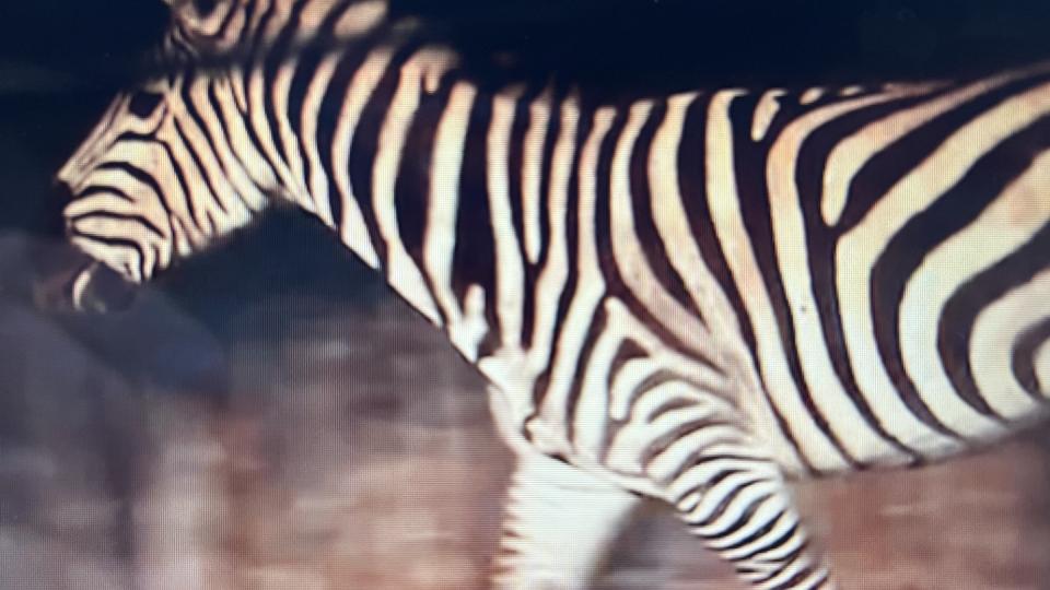 Se den bortløbne zebra blive genforenet!