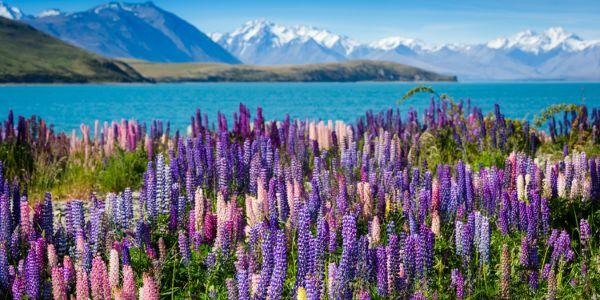 Oplev New Zealand fra nord til syd – i camper