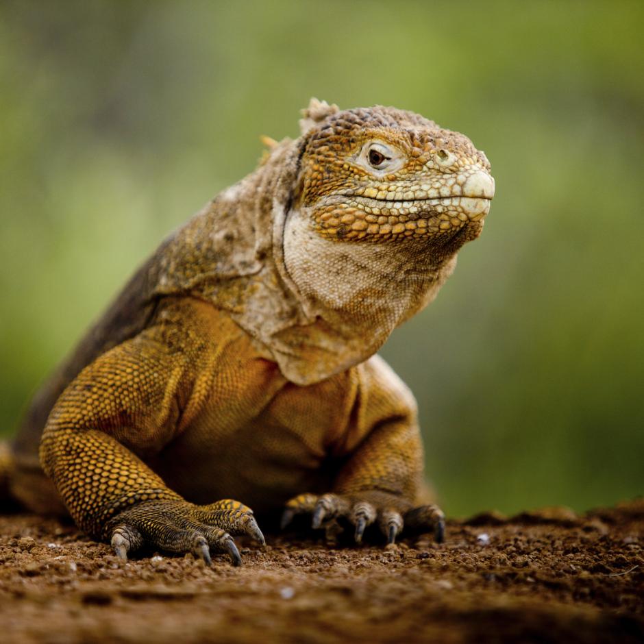 Peru, Amazonas & Galápagos