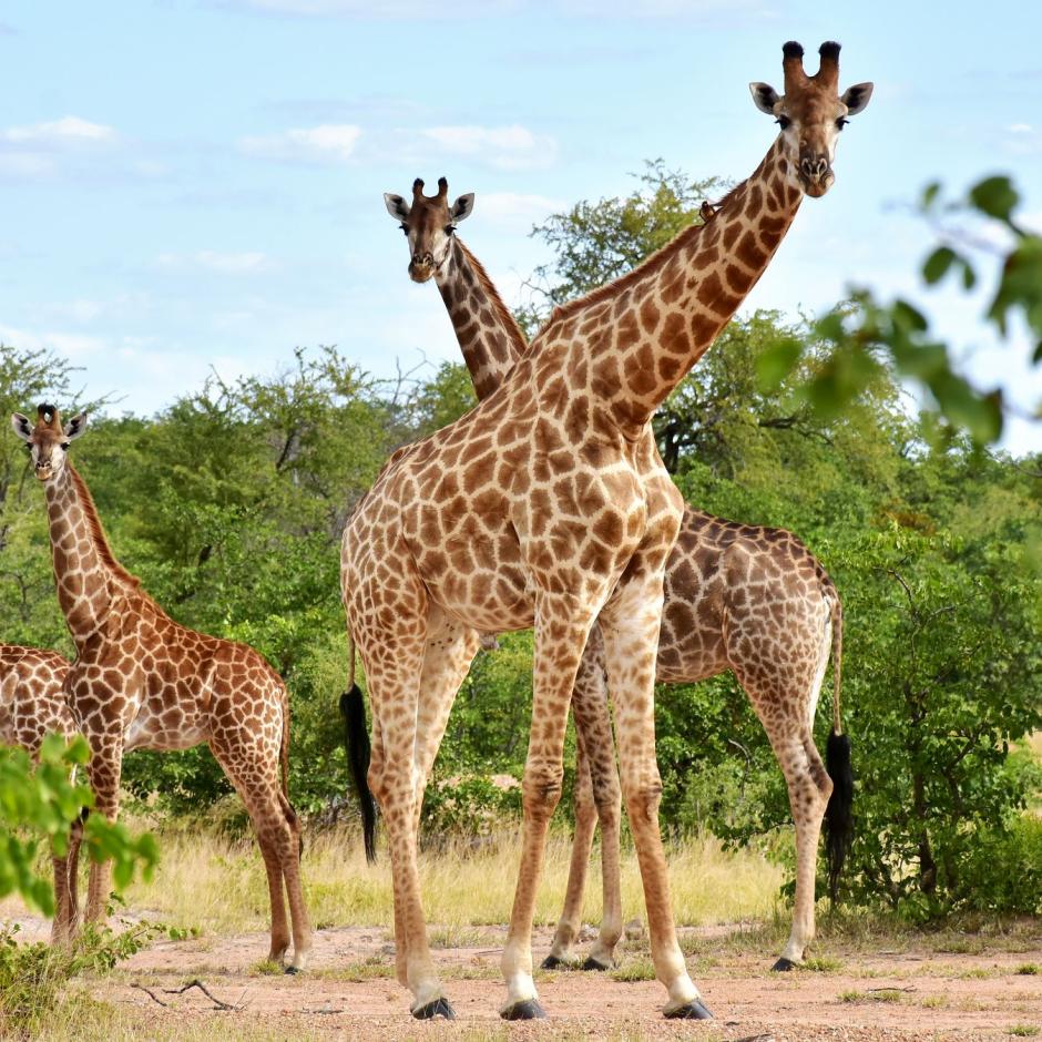 Naturrige Sydafrika – Safari, Garden Route & Cape Town