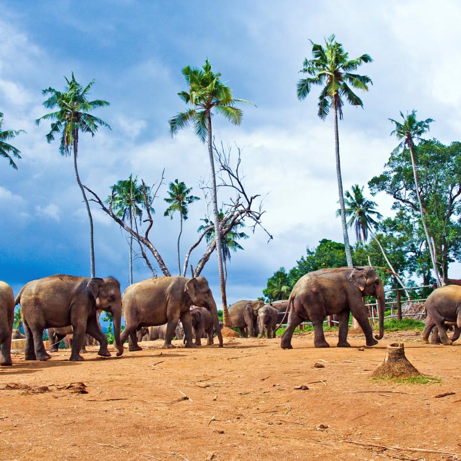 Sri Lanka – juvelernes ø