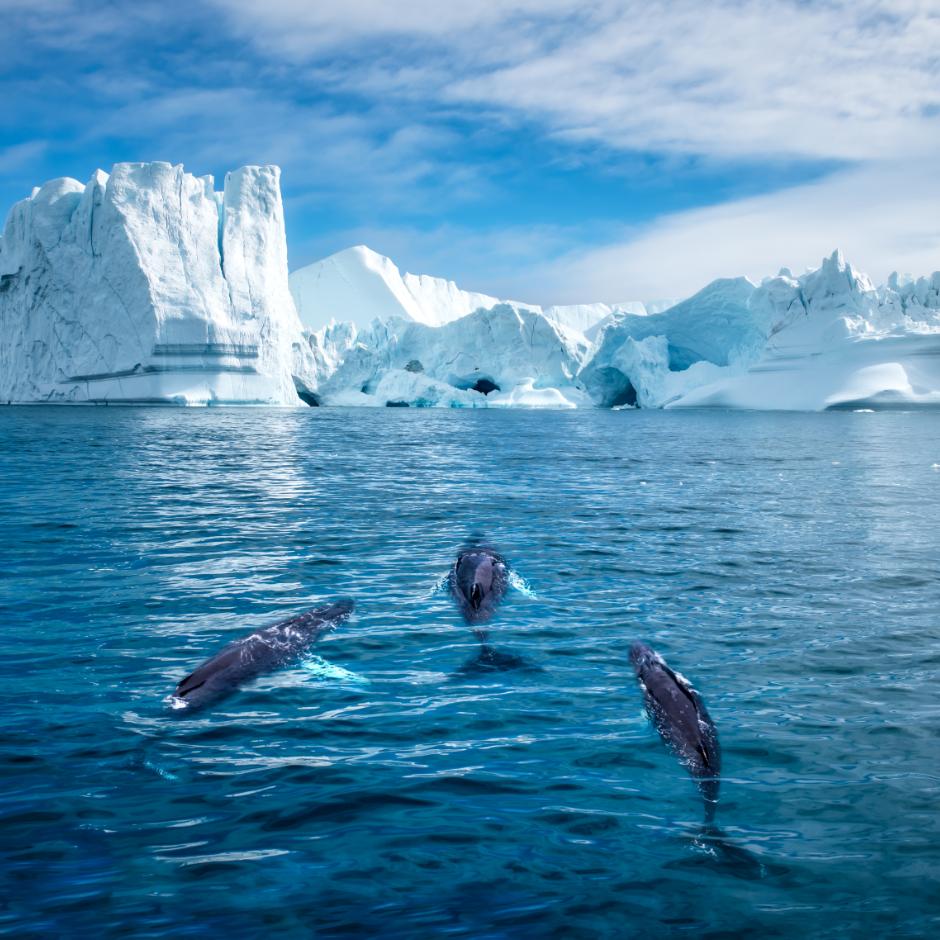 Grønland - natureventyr nord for Polarcirklen
