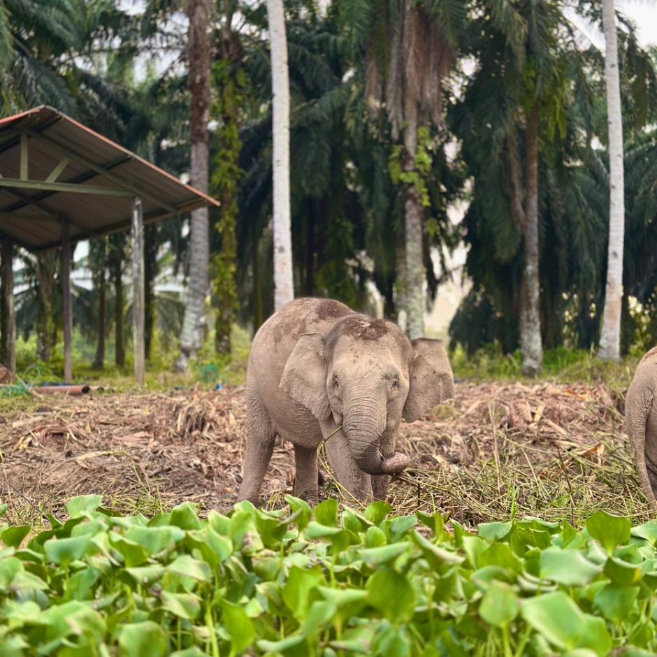 Eventyrlig rundrejse i Malaysia & Borneo – Storby, orangutanger og paradisøen Gaya Island