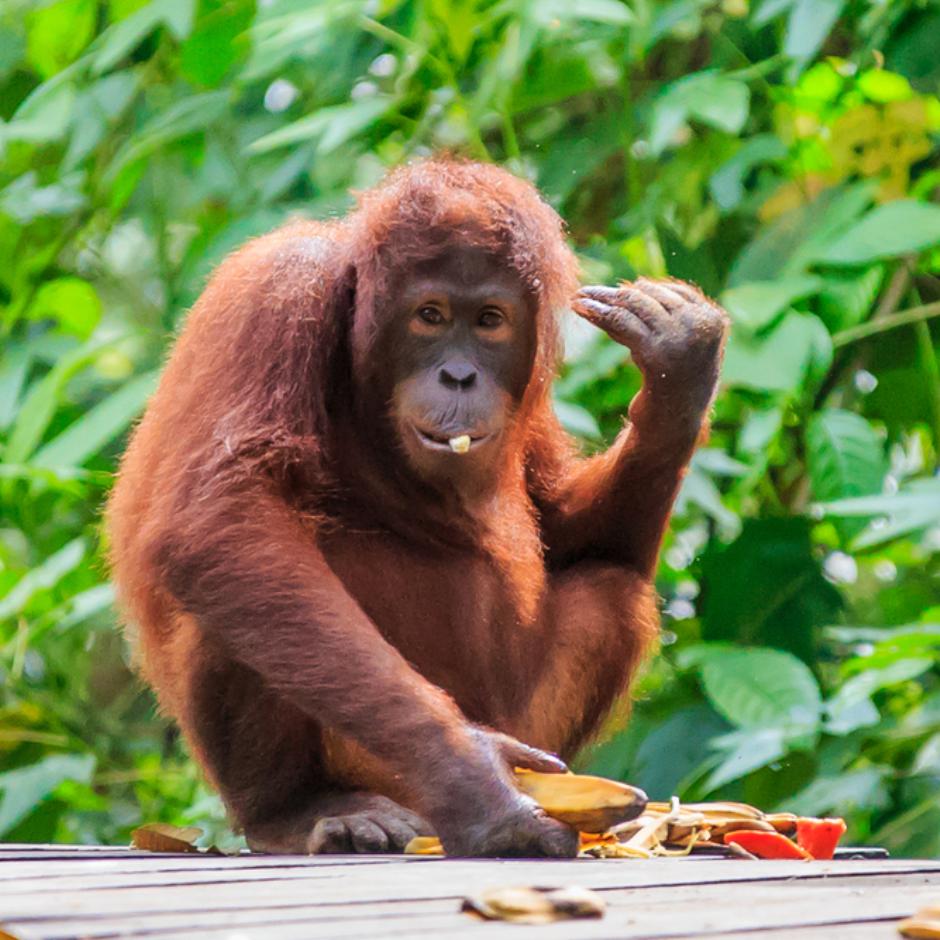 Eventyrlig Borneo – næseaber, orangutanger og strandparadis på Gaya Island