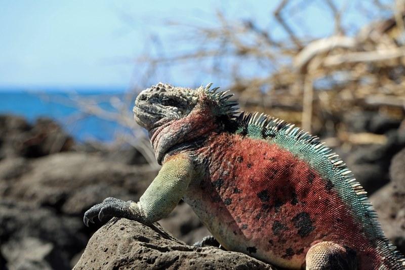 Ecuador – Amazonas & Unik Galapagos ø-hop