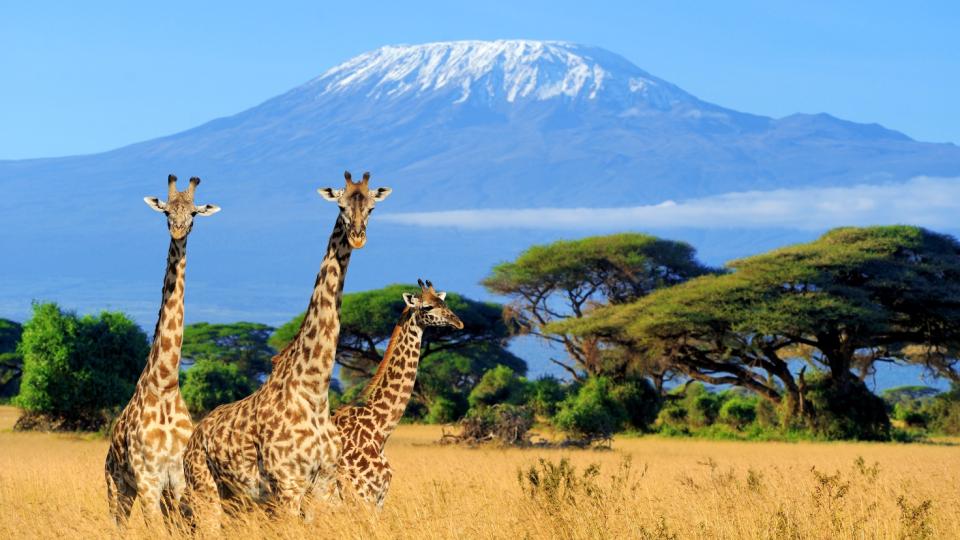 Tanzania og Zanzibar - Kaffefarm, Safari og Bountyland