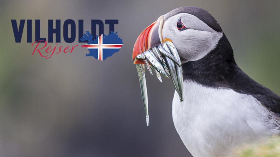 Turen Går Til ISLAND med forfatteren K. Torben Rasmussen