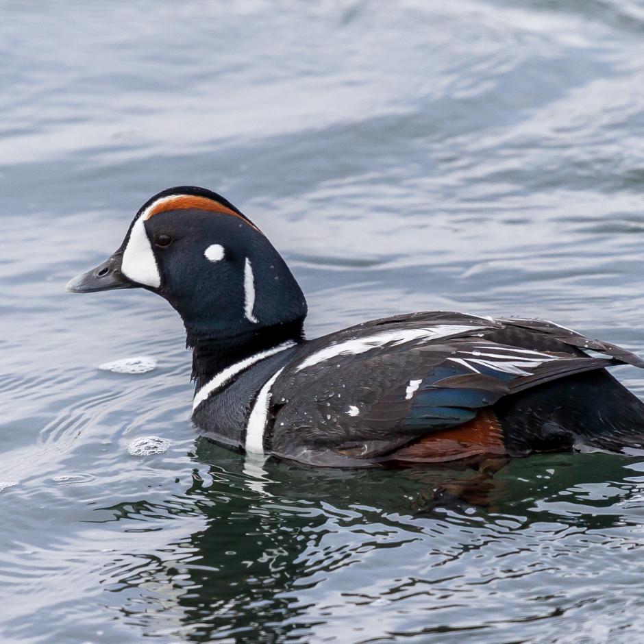 Island med fokus på fugle og natur - 12 dage