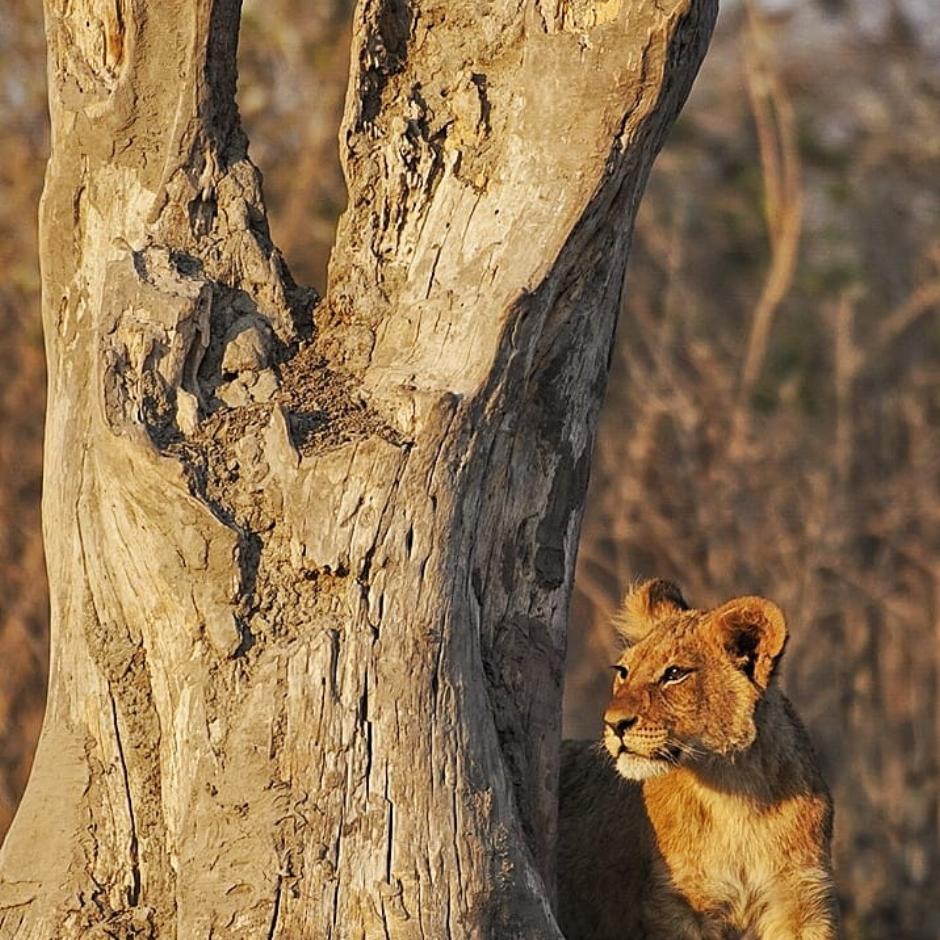 Botswana Wildlife Glamping