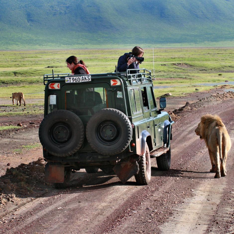 Løvernes Konge Safari & Zanzibar