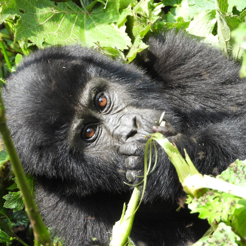Uganda - Afrikas perle