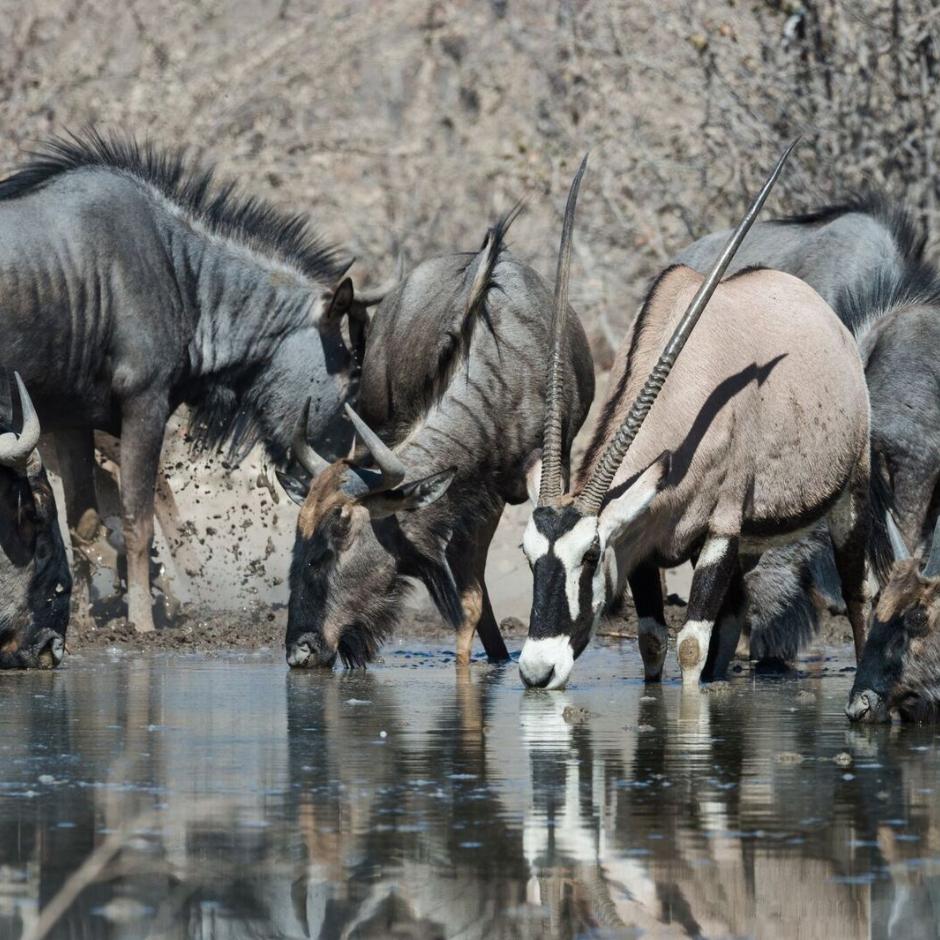 Kør-selv-ferie i Namibia