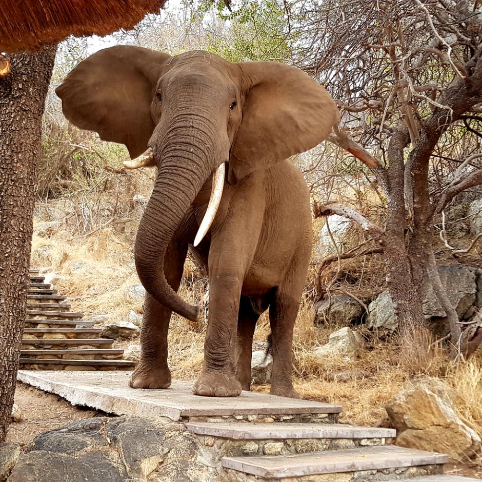 10 dages safari på Balule River Lodge