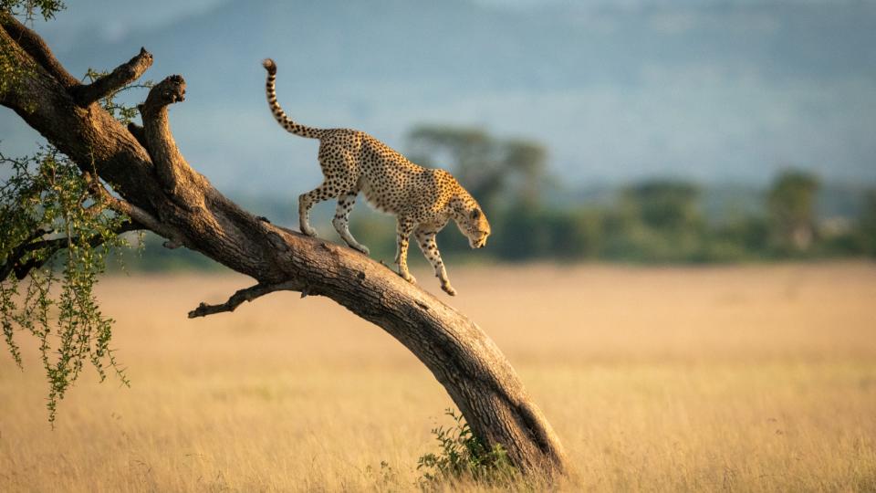 Kenya og Tanzania: Safari i verdensklasse