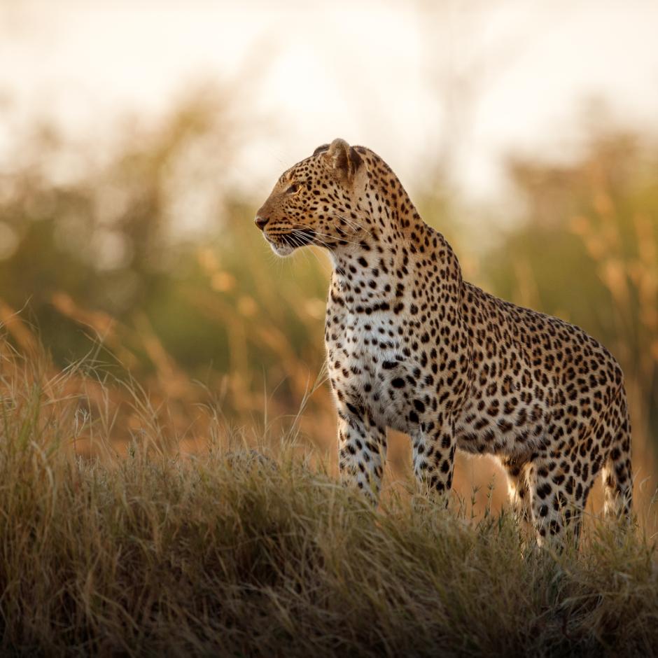 Safari