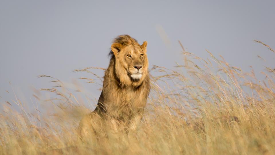 Rejselederens råd til en unik safarirejse - Africa Tours