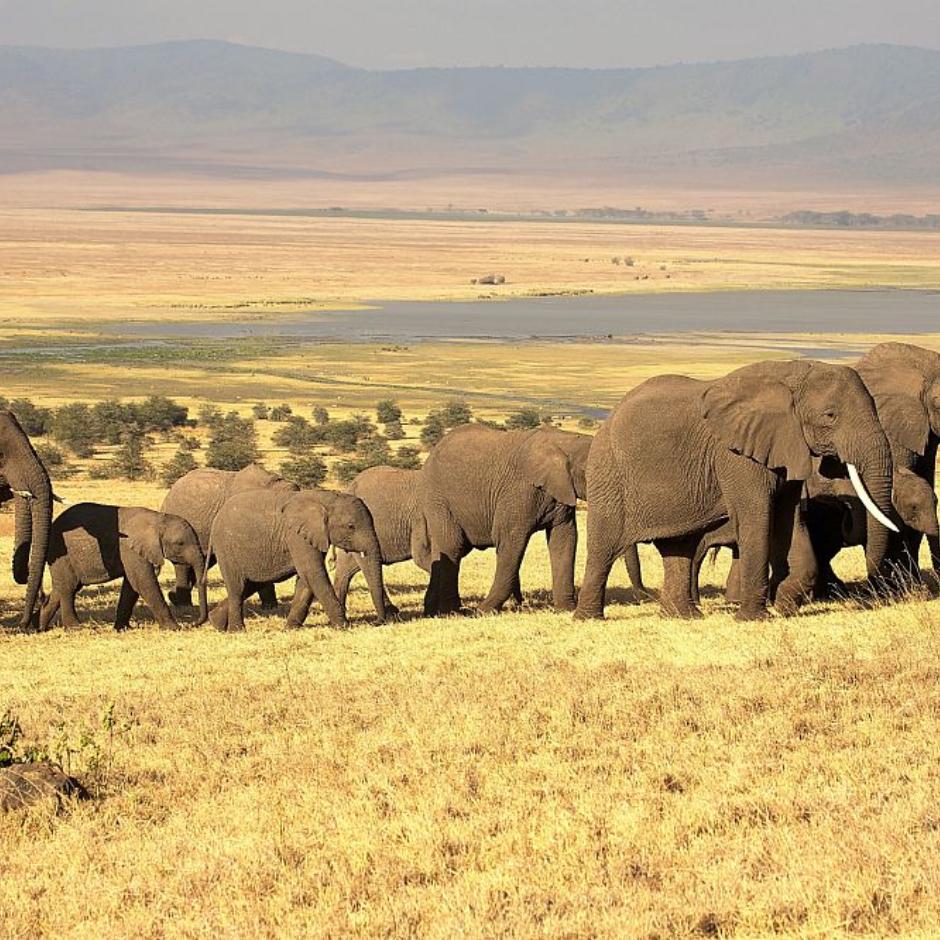 Tanzania Big 5 Safari