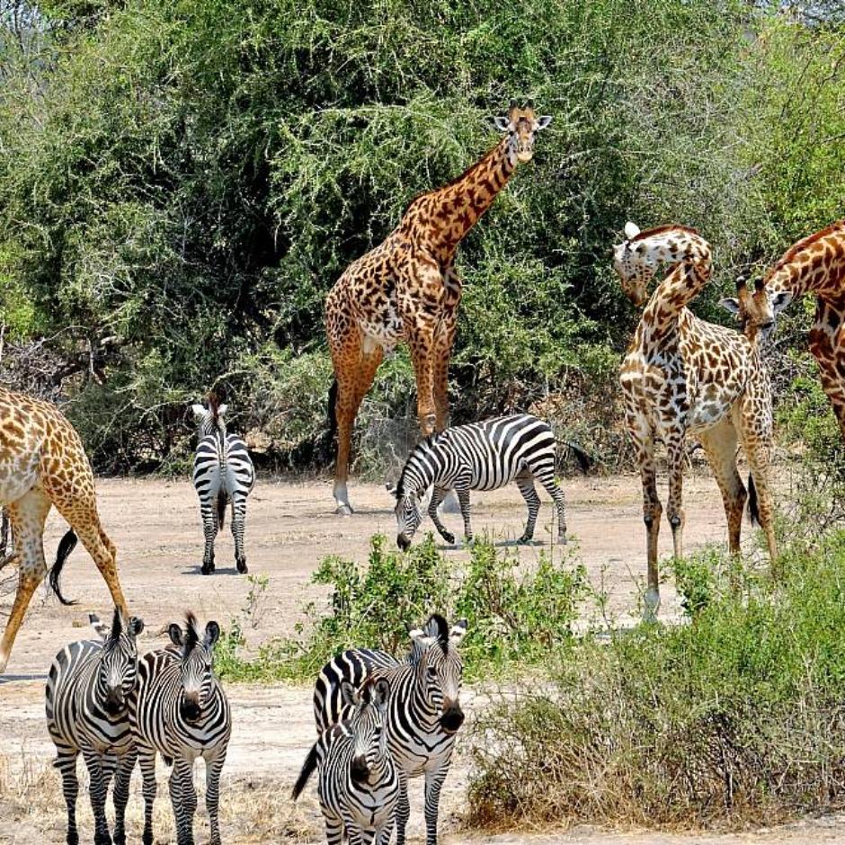 Tanzania Mini Safari og Zanzibar