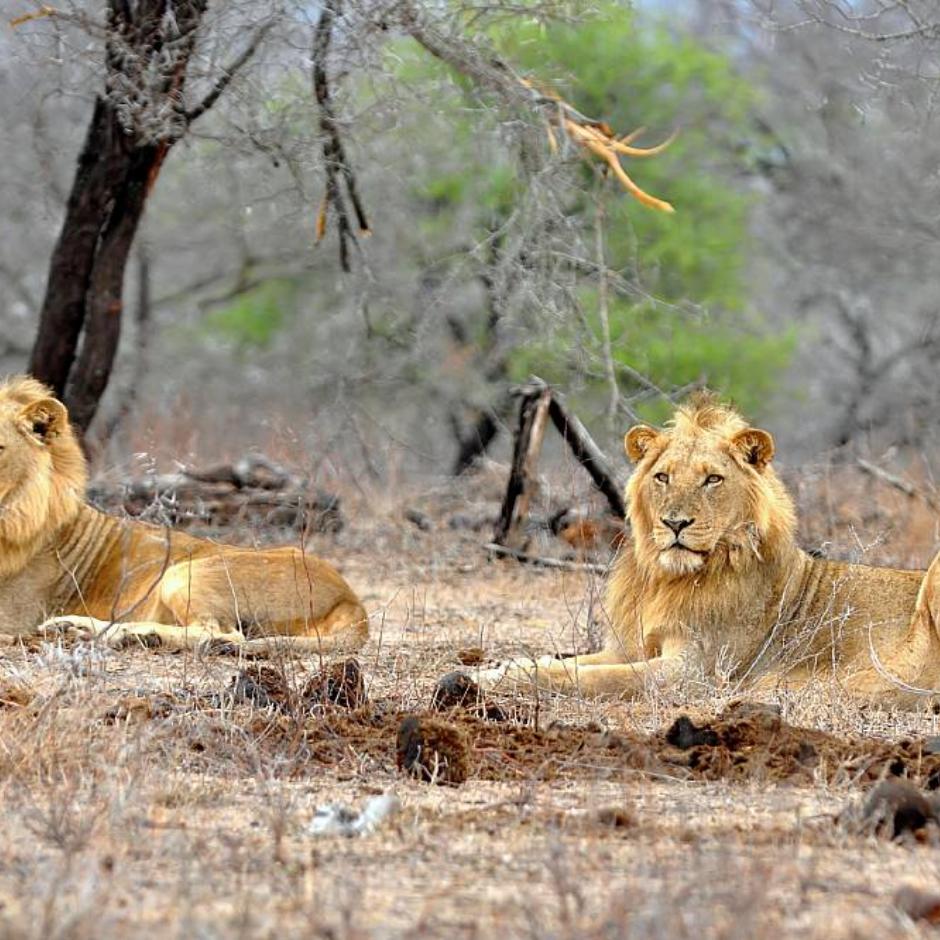 På Big Five Safari i Sydafrika