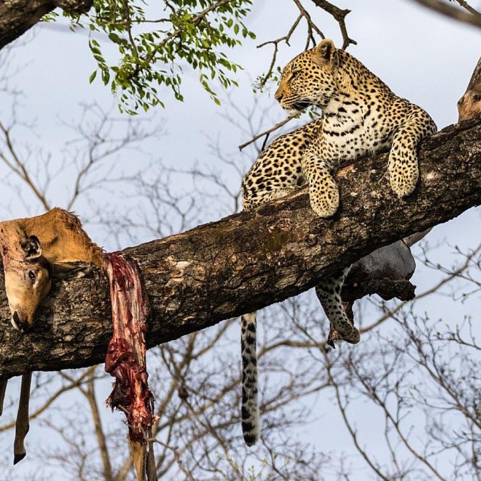 Kenya Luksussafari og Seychellerne
