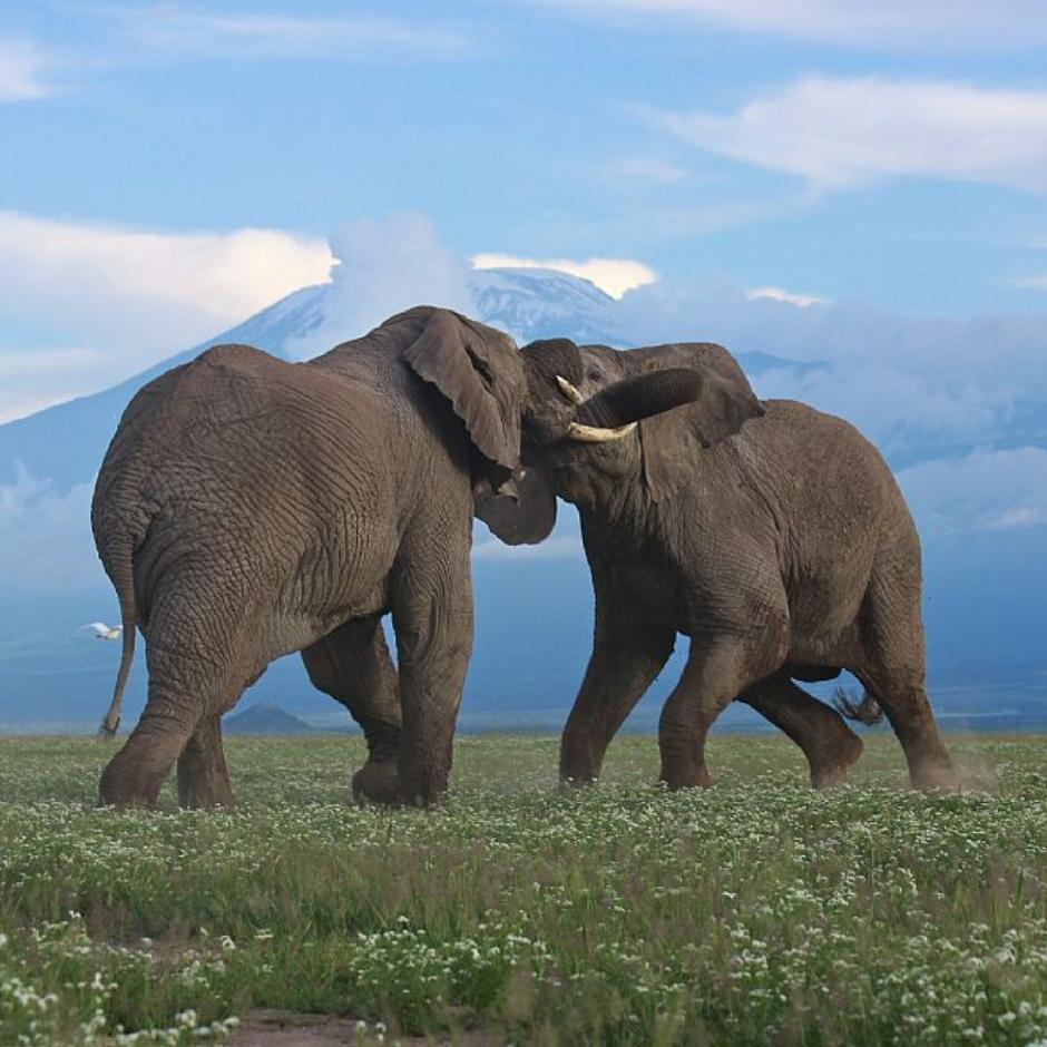 Jambo Tanzania