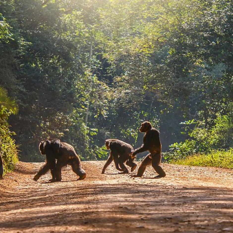 Ugandas mange højdepunkter
