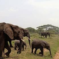 Familiesafari i Tanzania