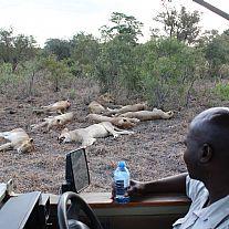 Luksussafari i Sydafrika
