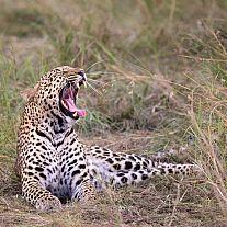 Big Cat Kenya Safari - Kenyas store katte