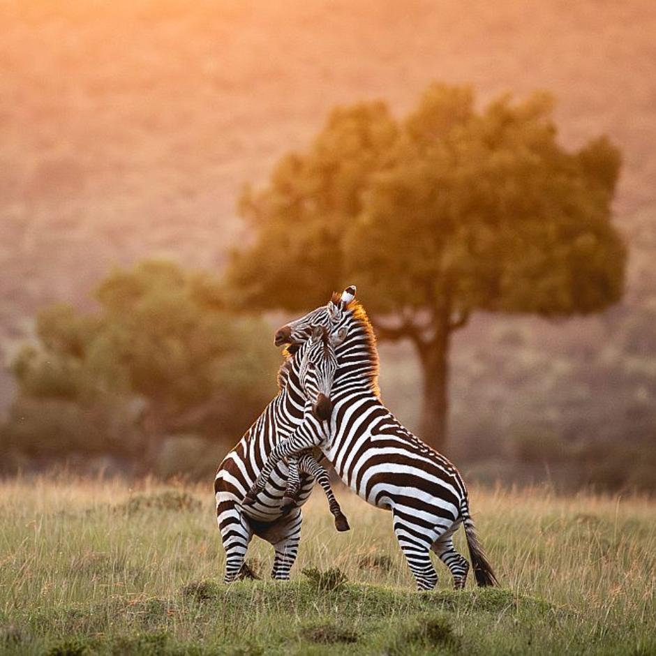 Masai Mara Fotoworkshop med Mads Hagen og Ole Ekelund