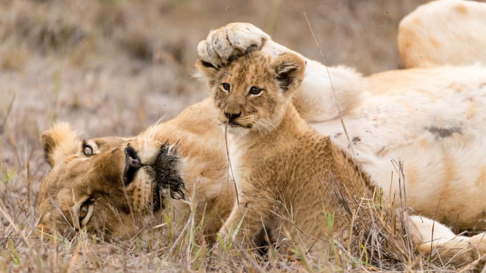 Safari i Afrika | Flamingo Tours
