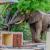 Balule River Lodge, Kruger i Sydafrika samt safari i Botswana og Zimbabwe