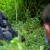 Uganda - safari, chimpanser og gorillaer